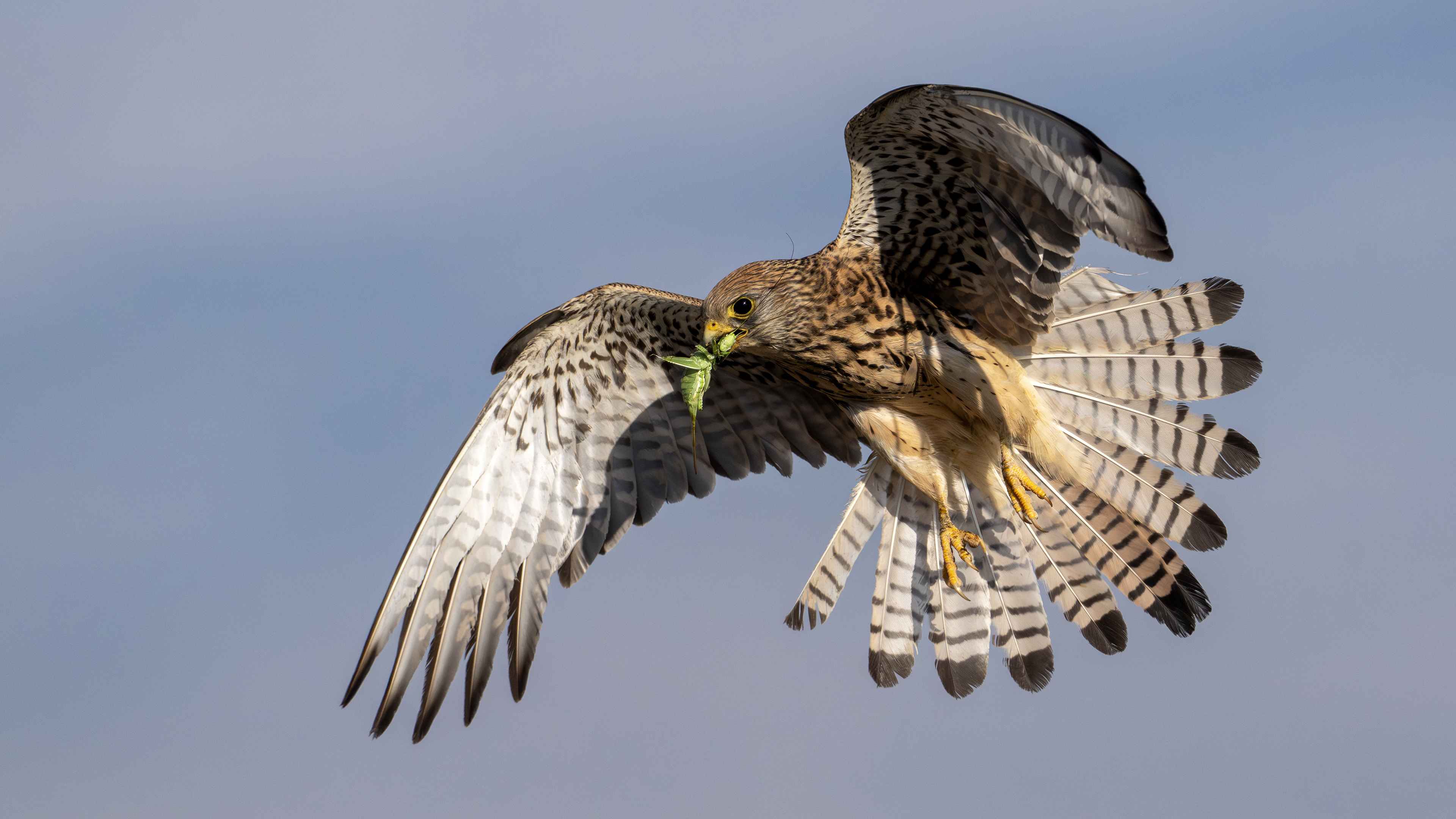 Lesser Kestrel